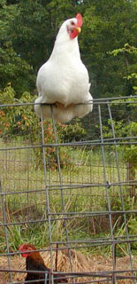 Hen on hogware fence