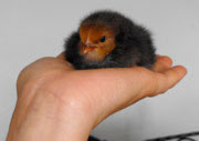 baby chick in hand