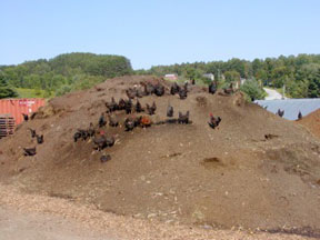 VCC compost chickens